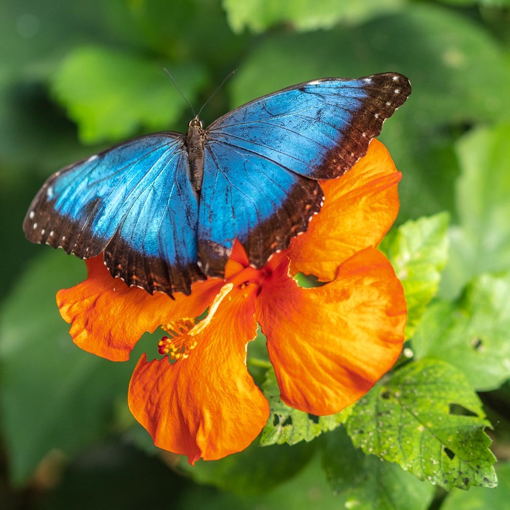 Butterflies surround me - Heritage Florida Jewish News